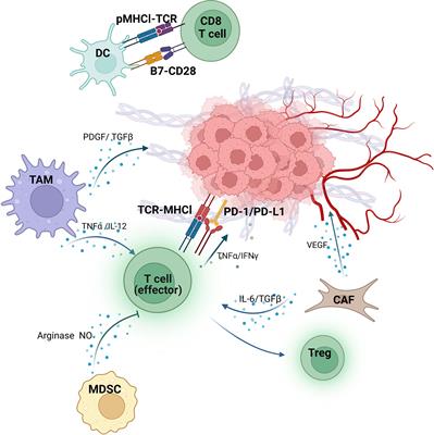 The components of tumor microenvironment as biomarker for immunotherapy in metastatic renal cell carcinoma